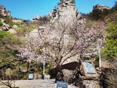 -崂山巨峰游览区