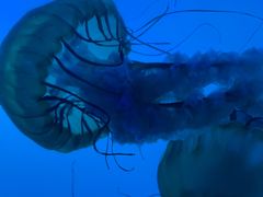 -太平洋海底世界