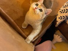 -猫大福·Fortune Cat猫舍(百子湾店)