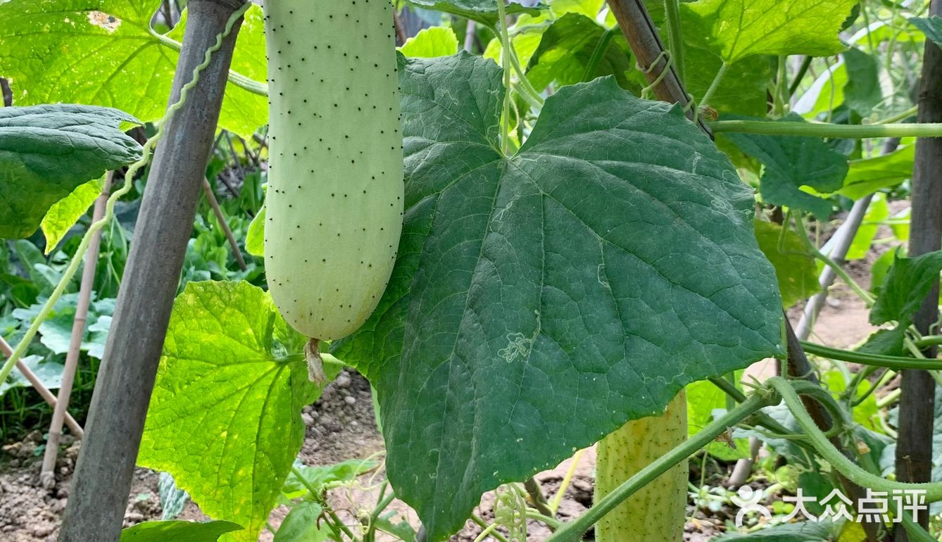 一大早去“偷”瓜🥒