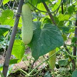 一大早去“偷”瓜🥒