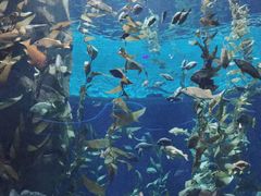 -瑞普利水族馆