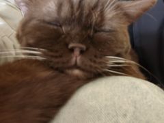 -平行世界·猫咖(首经贸店)