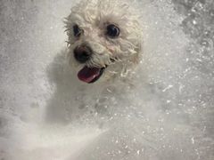 -PETKIT小佩宠物·低压洗护(国顺东路店)