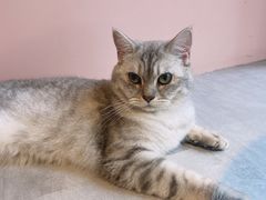 -猫儿山۰猫主题餐厅