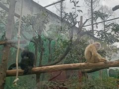 -成都动物园