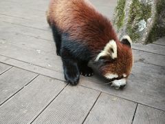 -普洱太阳河森林公园
