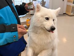 -共舞时光猫咖·狗咖(新街口店)