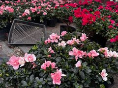 -龙大花卉苗木市场