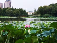 -新江湾城公园