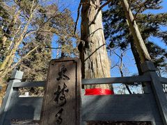 -天目山大树王景区