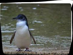 -费瑟代尔野生动物园