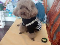 -PETKIT小佩宠物·低压洗护(国顺东路店)