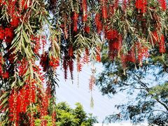 -芒洲湿地公园