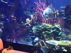 -迪拜帆船酒店海底餐厅