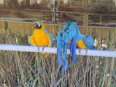 -西霞口神雕山野生动物世界