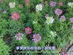 -上海滨江森林公园