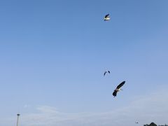 -深圳野生动物园