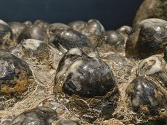 -浙江自然博物院(杭州馆)