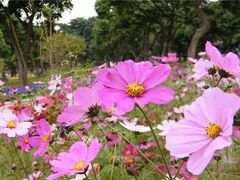 -松山湖梦幻百花洲