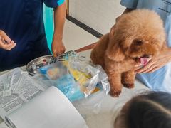 -乐琪宠物医院·犬猫专科·骨外科·急重症