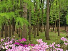 -上海共青森林公园