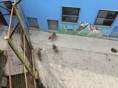 -青藏高原野生动物园