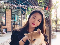 -柴犬高等学院·狗咖·柴犬售卖·宠物训练