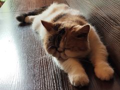 -猫岛主趣味餐厅(鼓浪屿店)