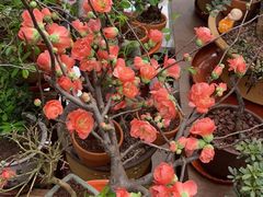 -楠火锅(仁恒梦中心店)