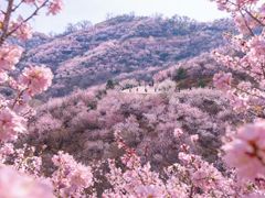 -北京凤凰岭