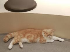 -飞行喵MR PILOT|猫舍·猫咖(静安大融城店)