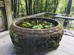 -都江堰中华大熊猫苑