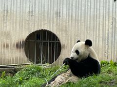 -卧龙中华大熊猫苑神树坪基地
