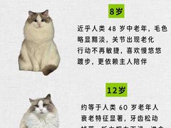 -翊宠yipet猫狗购宠庄园犬舍•猫舍