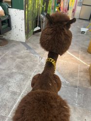 -神奇动物撸宠馆·羊驼·小浣熊·异宠(豫园店)