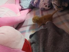 -联合动物医院(光谷诊疗中心)