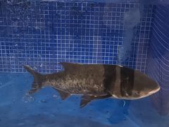 -香山湖渔家大院