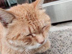 -静之湖湖畔餐厅