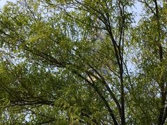 -中央广播电视塔