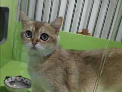 -唐小姐の私宠·宠物洗护美容·撸猫馆·购宠(周浦万达旗舰店)