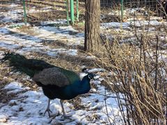 -北京麋鹿生态实验中心