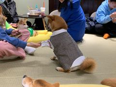 -逗柴咖啡屋·狗咖猫咖宠物桌游