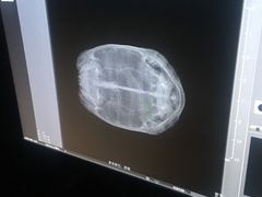 -喜多萌中农锦绣动物医院24H·猫科·牙科MRI·CT