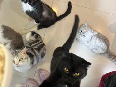 -平行世界·猫咖(首经贸店)