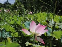 -福建鲤鱼洲酒店