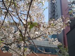 -玛格萝妮比萨屋(四平店)