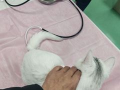 -北京观赏动物医院·24小时大型综合·猫专科·异宠专科