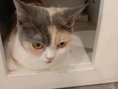 -楼上猫咖(罗湖店)