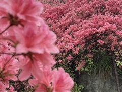 -木兰云雾山